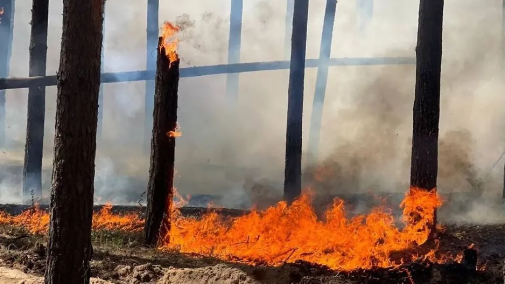 На Харківщині загасили три лісові пожежі: більшість займання спричиняють російські обстріли На Харківщині загасили три лісові пожежі: більшість займання спричиняють російські обстріли