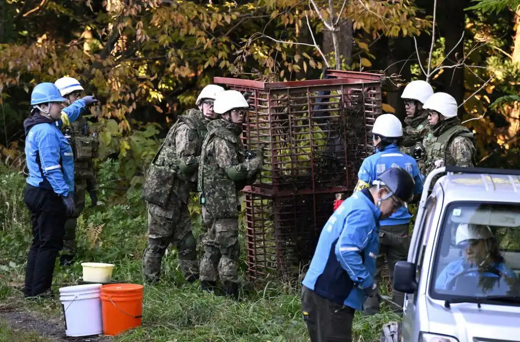 У Японії після рекордної кількості нападів ведмедів на людей залучили війська У Японії після рекордної кількості нападів ведмедів на людей залучили війська