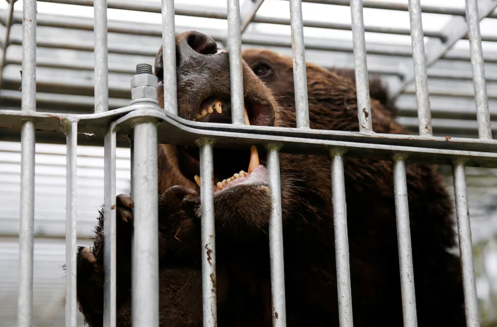 У Японії після рекордної кількості нападів ведмедів на людей залучили війська У Японії після рекордної кількості нападів ведмедів на людей залучили війська