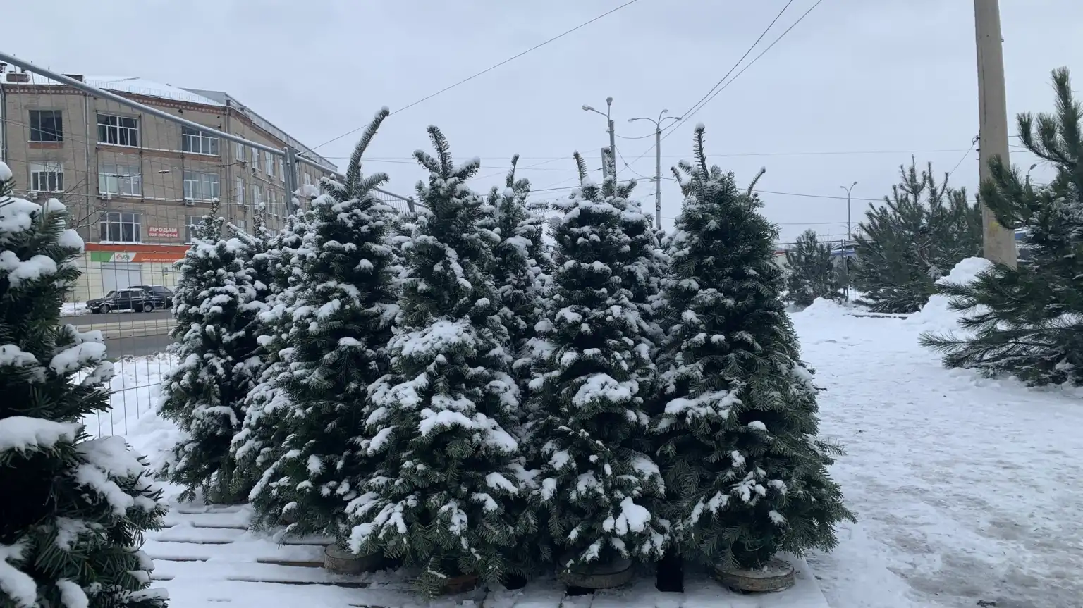 Новорічні дерева у Харкові подорожчали: у місті відкрили понад пів сотні точок продажу Новорічні дерева у Харкові подорожчали: у місті відкрили понад пів сотні точок продажу