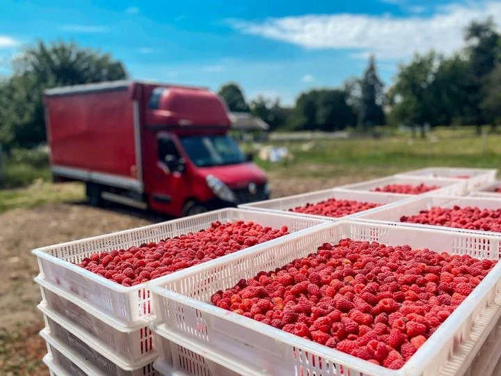 Європейські тренди та лісова чорниця: чому сезон малини і полуниці здивує українців новими цінниками