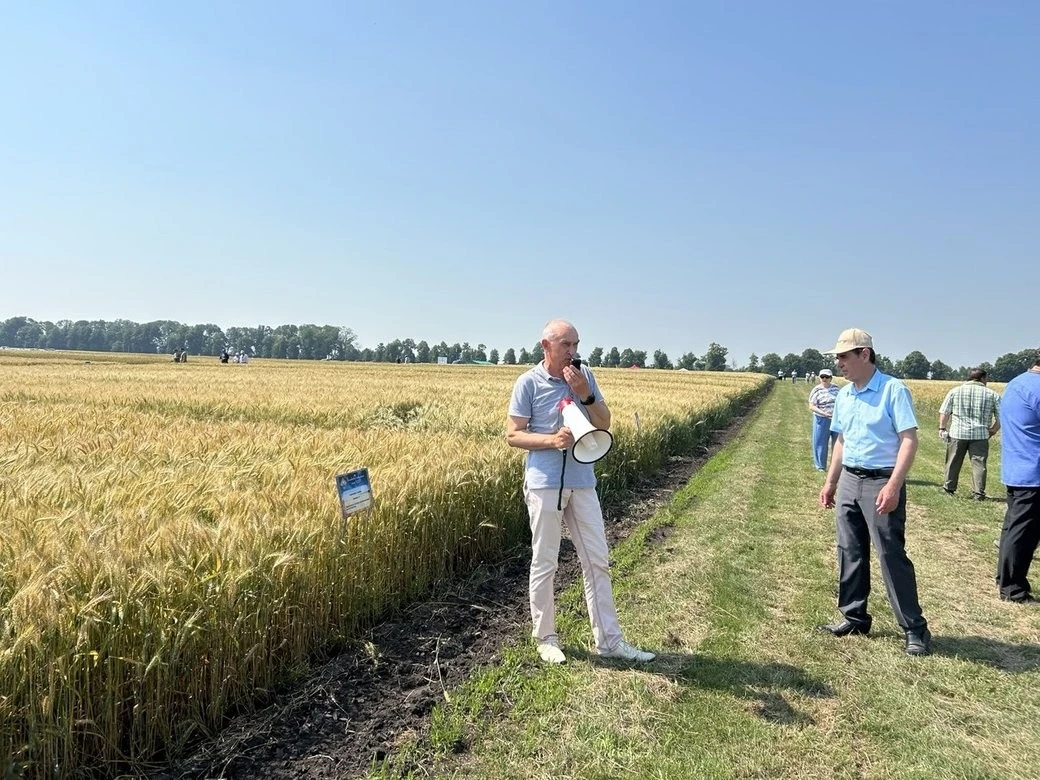 Загроза для першого класу: як липнева негода на Харківщині змінює якість хлібного зерна